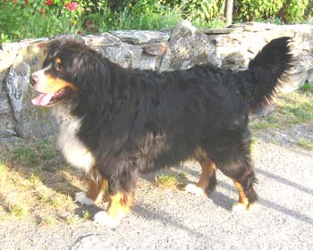 BERNESE MOUNTAIN DOG CHANNOU